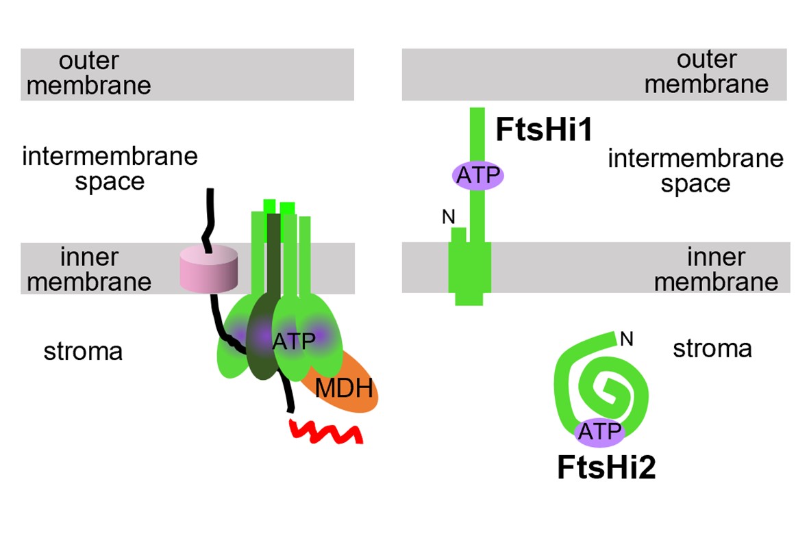 葉綠體蛋白質轉運動力因子FtsHi1及FtsHi2位於內膜的相對兩側
