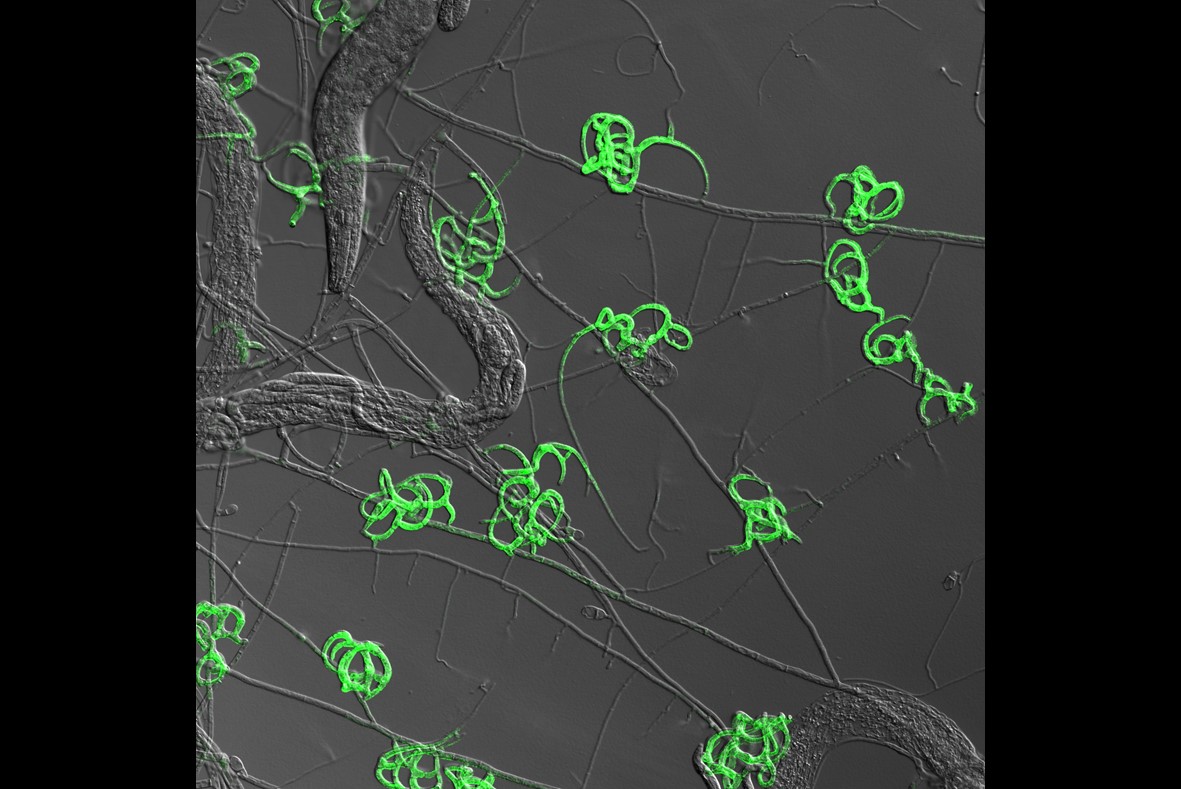 線蟲捕捉菌如何捕捉和消化線蟲