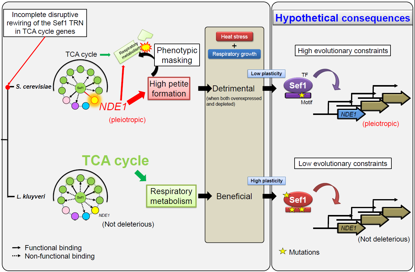 A New Evolutionary Trajectory of Transcriptional Rewiring: Incomplete Rewiring Can Still Dramatically Overturn the Phenotypic Trait