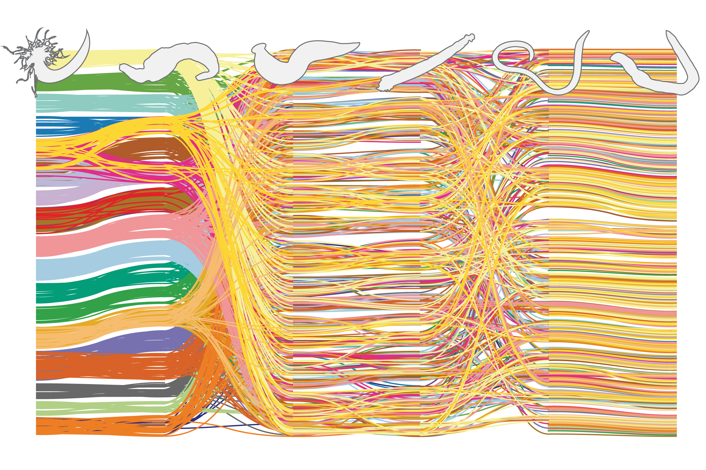 Annelid Genomes Provide New Insights into the Evolution of Animal Chromosome Structures