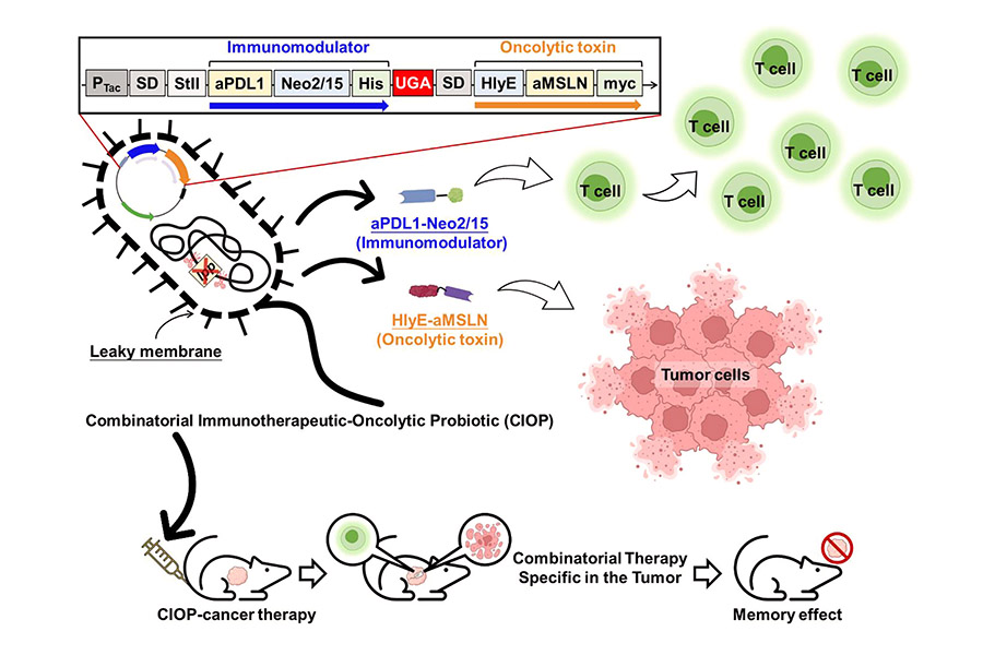 Multi-biologics-secreting probiotics for tumor eradication