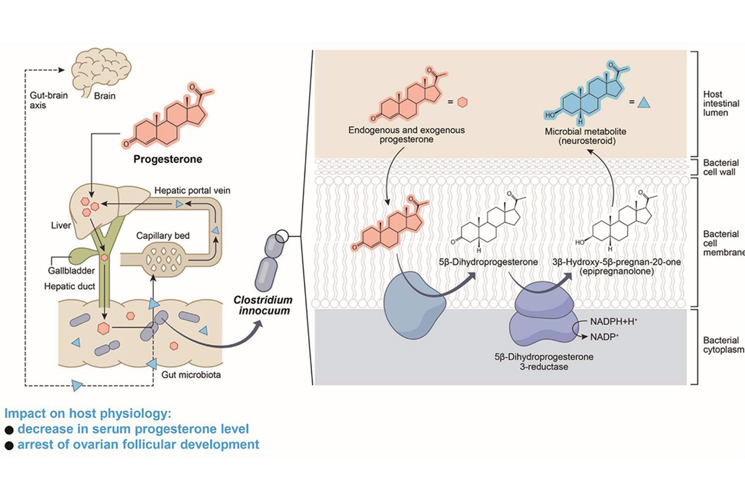 Clostridium innocuum inactivates host gut progesterone and arrests ovarian follicular development