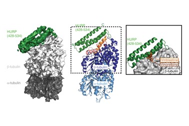 HURP binding to the vinca domain of β-tubulin accounts for cancer drug resistance