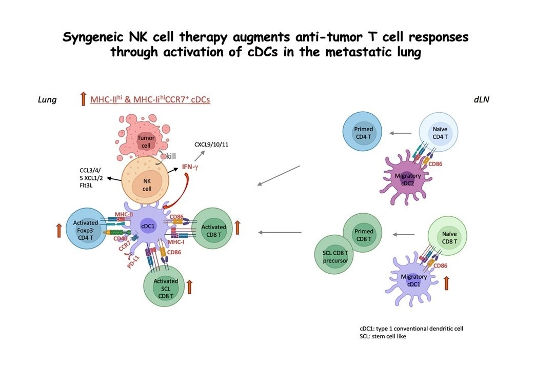 低負荷轉移腫瘤治療新法：同源「自然殺手細胞」療法活化癌轉移肺部中樹突細胞和T細胞