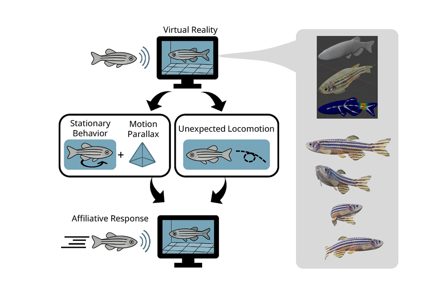 Integration of Social And Depth Information during Affiliative Behavior in Zebrafish