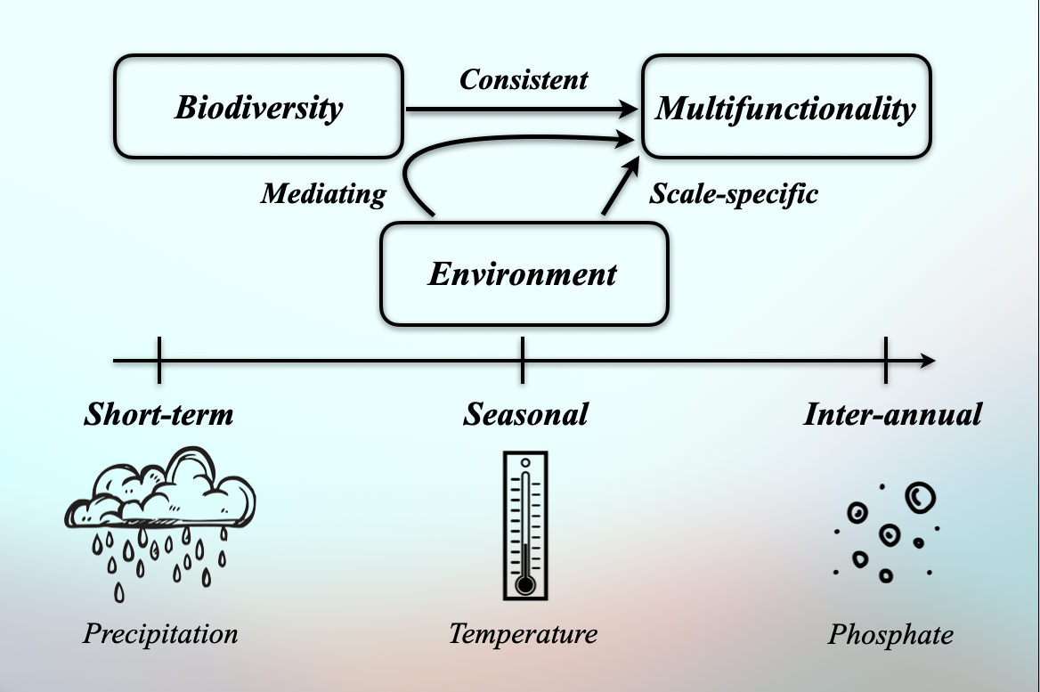 Unlocking the Secret to Ecosystem Health: A Nine-Year Study at Feitsui Reservoir