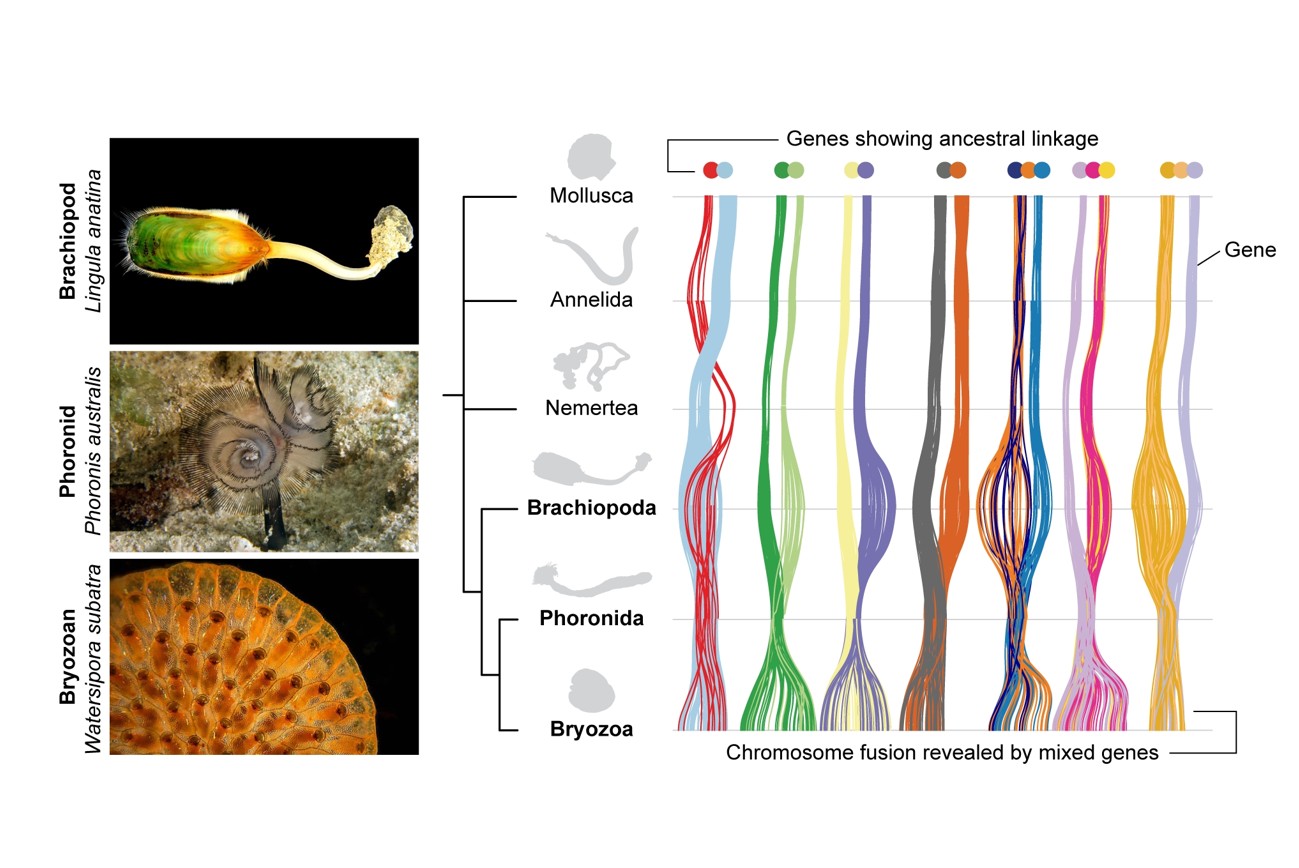 解開百年動物演化之謎：基因體結構揭示箒蟲與苔蘚蟲的親緣關係