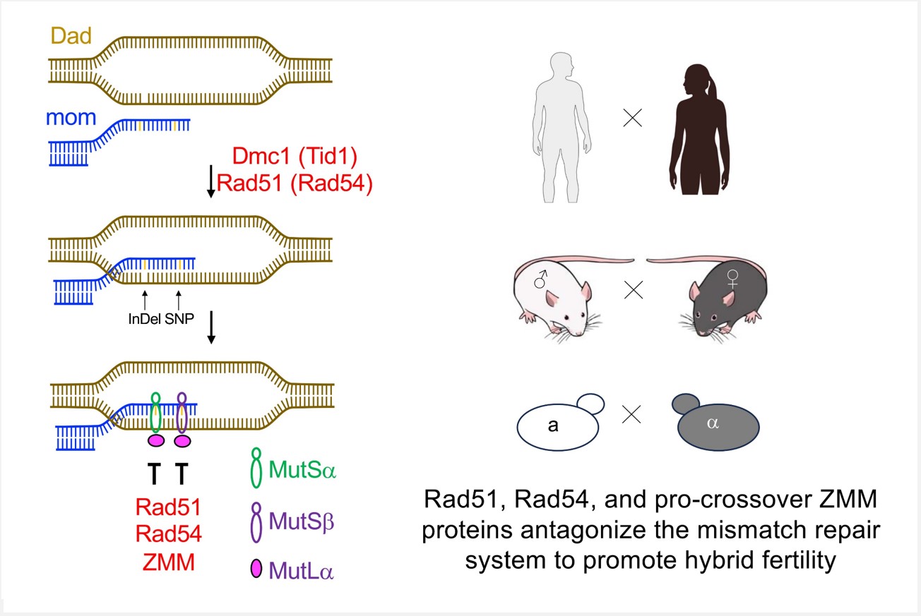 Rad51, Rad54, and ZMM proteins antagonize the mismatch repair system to promote fertility of budding yeast intraspecies hybrid zygotes