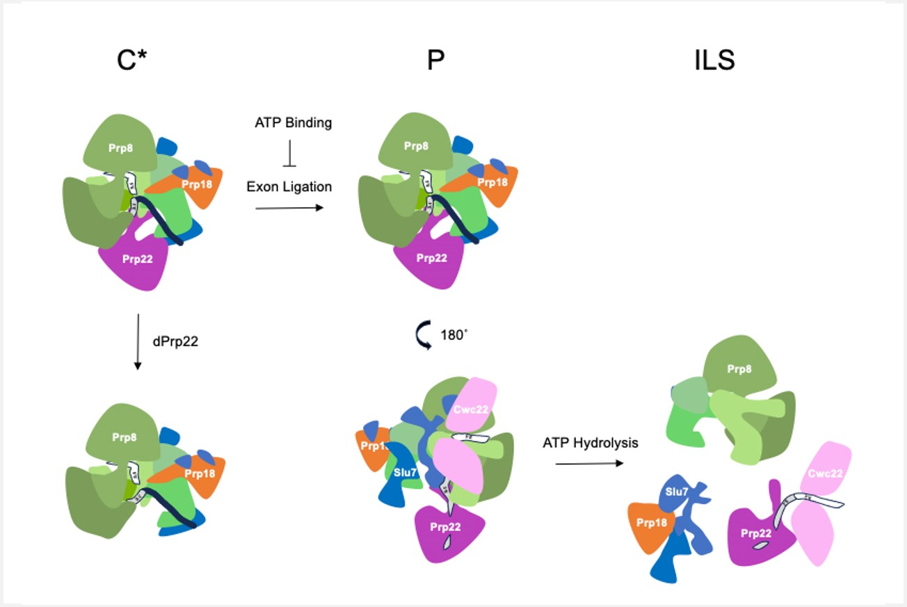 New mechanistic insights into Prp22-mediated exon ligation and mRNA release