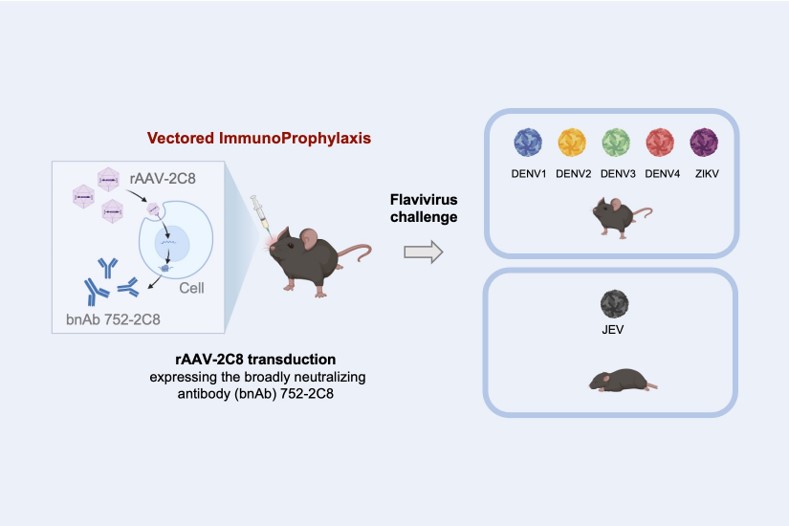 AAV-mediated delivery of a broadly neutralizing anti-flavivirus antibody protects against dengue and Zika viruses in a mouse model