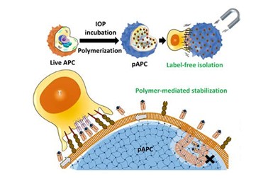 Polymerised Superparamagnetic Antigen Presenting Cell Lymphocyte Capture for Enriching Tumour Reactive T-Cells and Neoantigen Identification