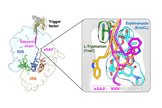 Cryo-EM Structure Illuminates How a Designed Peptide Precisely Pauses the Ribosome