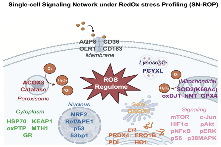 Single-cell signaling network profiling during redox stress reveals dynamic redox regulation in immune cells