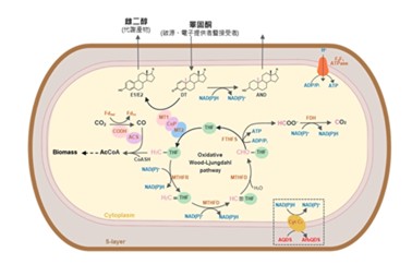 Groundbreaking Biological Discovery Challenges Biochemistry and Microbiology Textbooks: Bacterial Estrogen Synthesis without Oxygen!