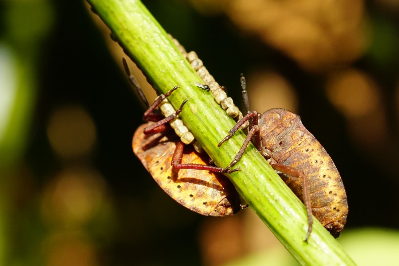 Defensive symbiosis: Stinkbugs use fungi to shield their eggs from parasitic wasps