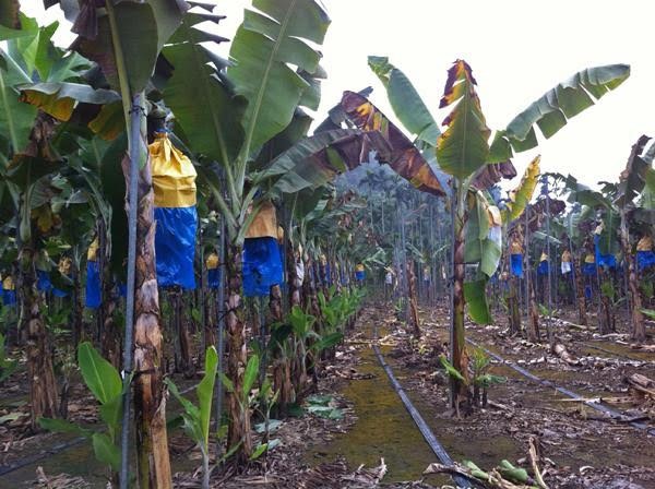 The Taiwan Banana Genome Studies Reveal Breeding Solutions to Combat Fusarium Wilt
