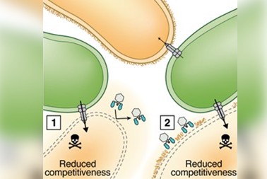 Surface-mediated bacteriophage defense incurs fitness tradeoffs for interbacterial antagonism