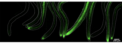 High-efficiency leucoplast transit peptides for manipulating plastid protein production