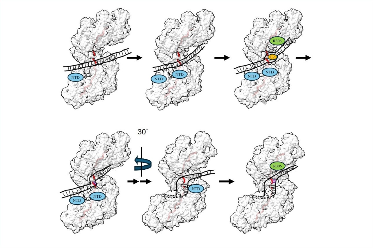 Structural Insights into RAD51-Mediated DNA Homologous Recombination Revealed by Cryo-Electron Microscopy
