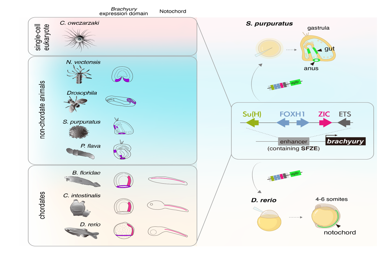 Decoding chordate origins: an ancient genetic regulatory code for the emergence of the notochord