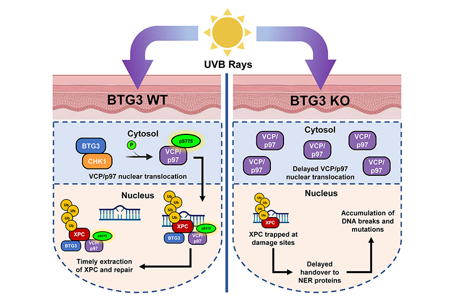 BTG3-dependent VCP/p97 nuclear translocation is required for efficient repair of UV-induced DNA lesions