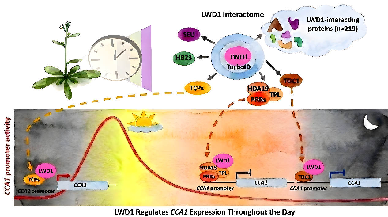 Plant circadian clock: LWD protein complexes keep the 24-hour timeline in check