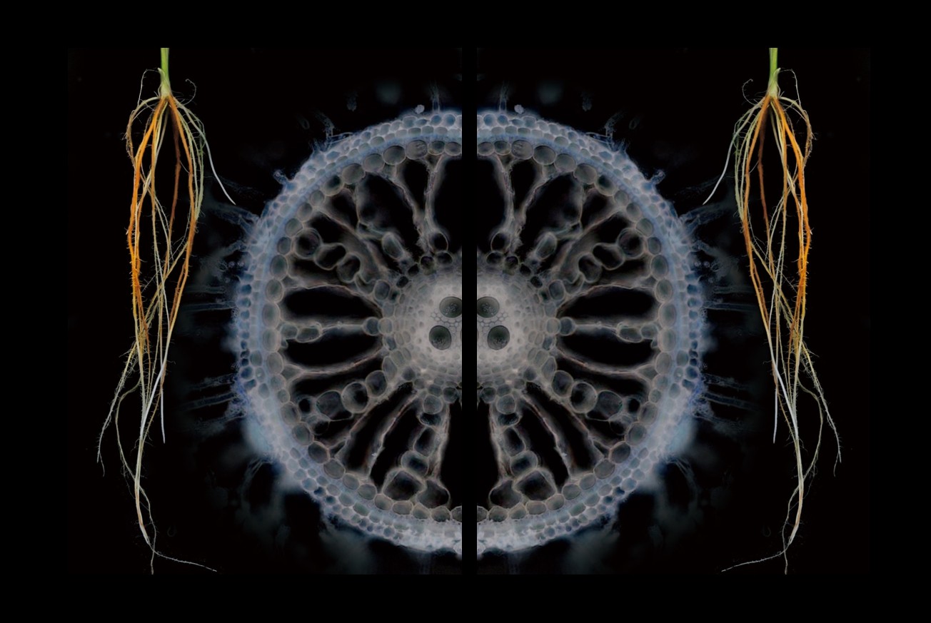 水稻如何在淹水與高鐵環境下生存？打破長期迷思、發現根系調控新機制