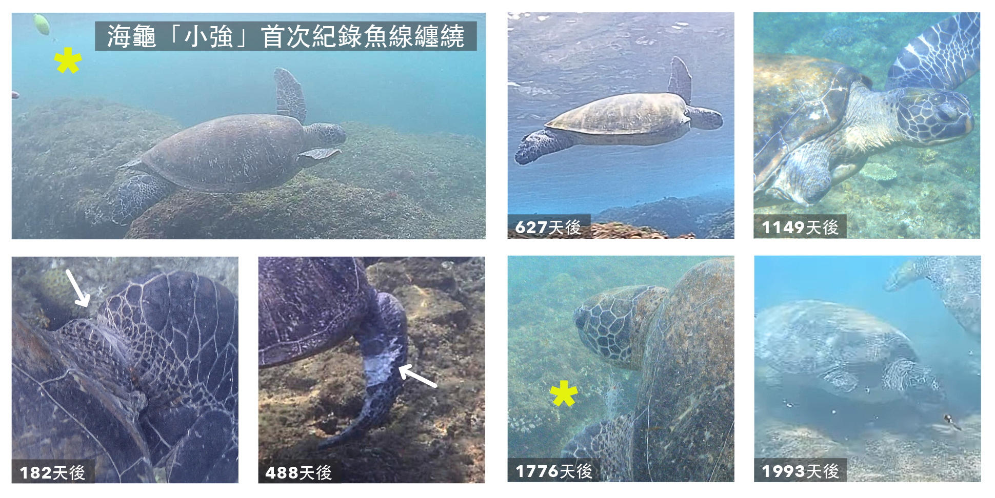 Green Turtle Recovery in the Wild Takes Over 500 Days! Academia Sinica and Citizen Scientists Quantify Survival Challenges