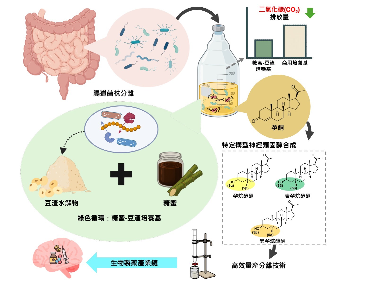 人類腸道菌化身微型製藥工廠！利用植物廢料實現神經類固醇之精準合成