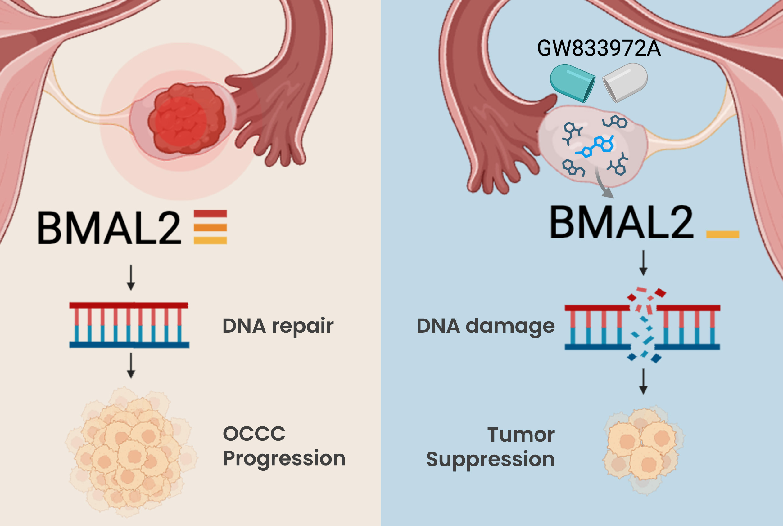 BMAL2 is a potential druggable target in ovarian clear cell carcinoma