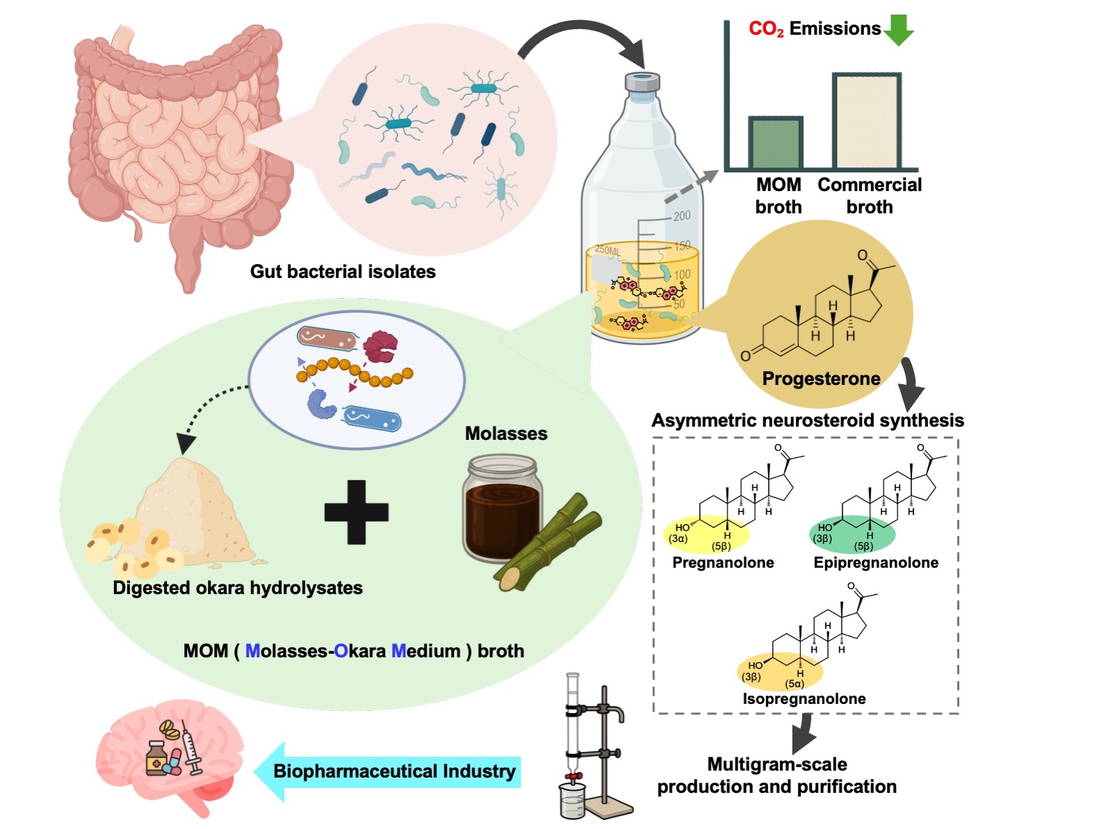 Gut Bacteria Become Micro-Pharmaceutical Factories: Precise Neurosteroid Synthesis Achieved Using Plant Waste