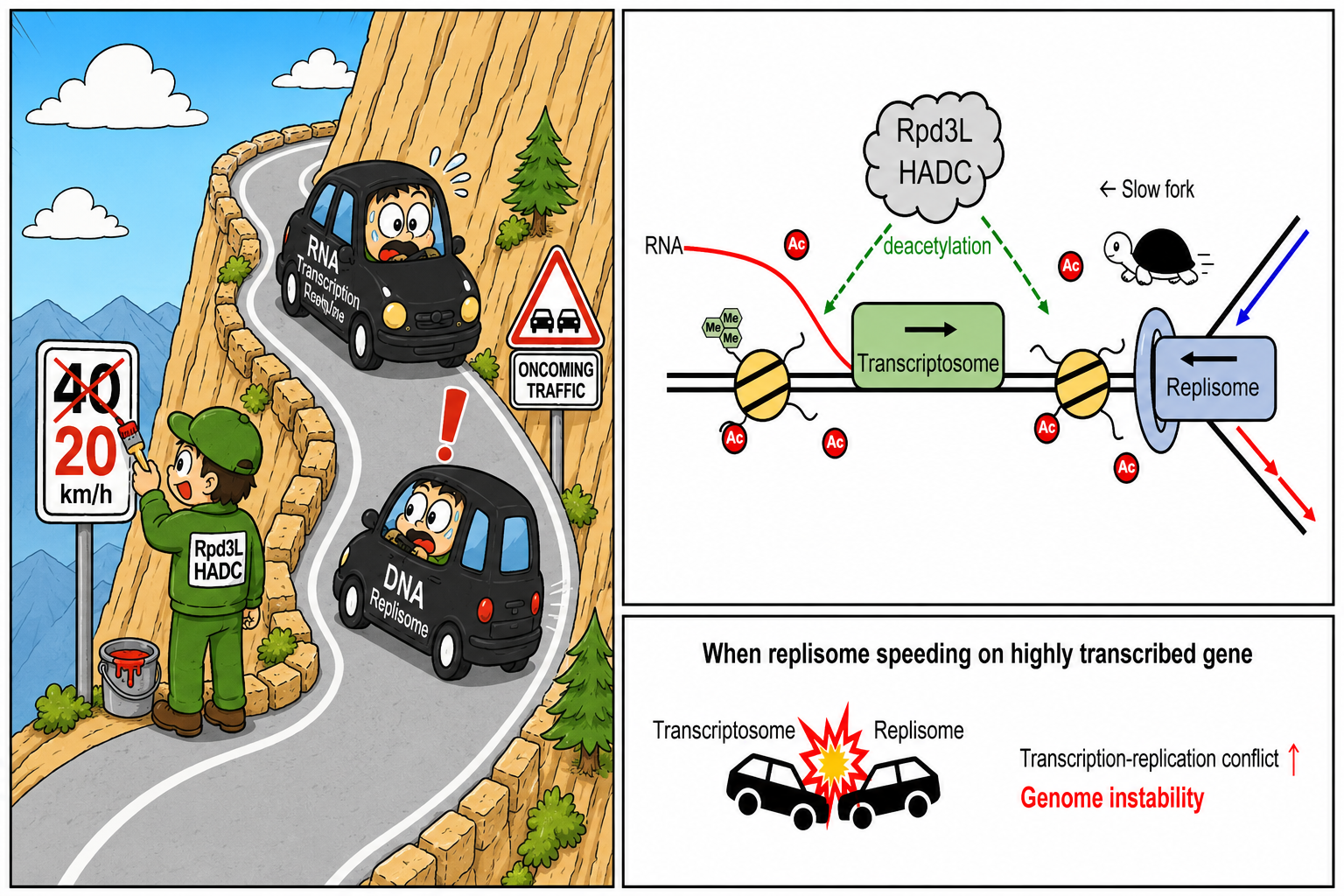HDAC Sets the Speed Limit to Prevent DNA Replication and Transcription Machines from Colliding