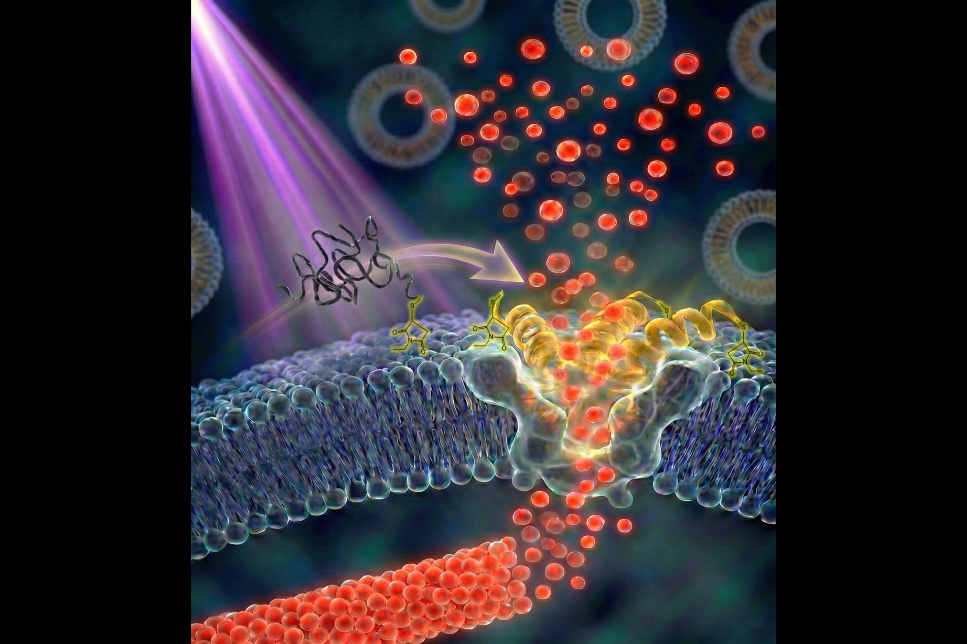Inspired from the African Clawed Frog! "Smart Peptidyl Liposomes" Is One Step Closer to Precision Drug Delivery