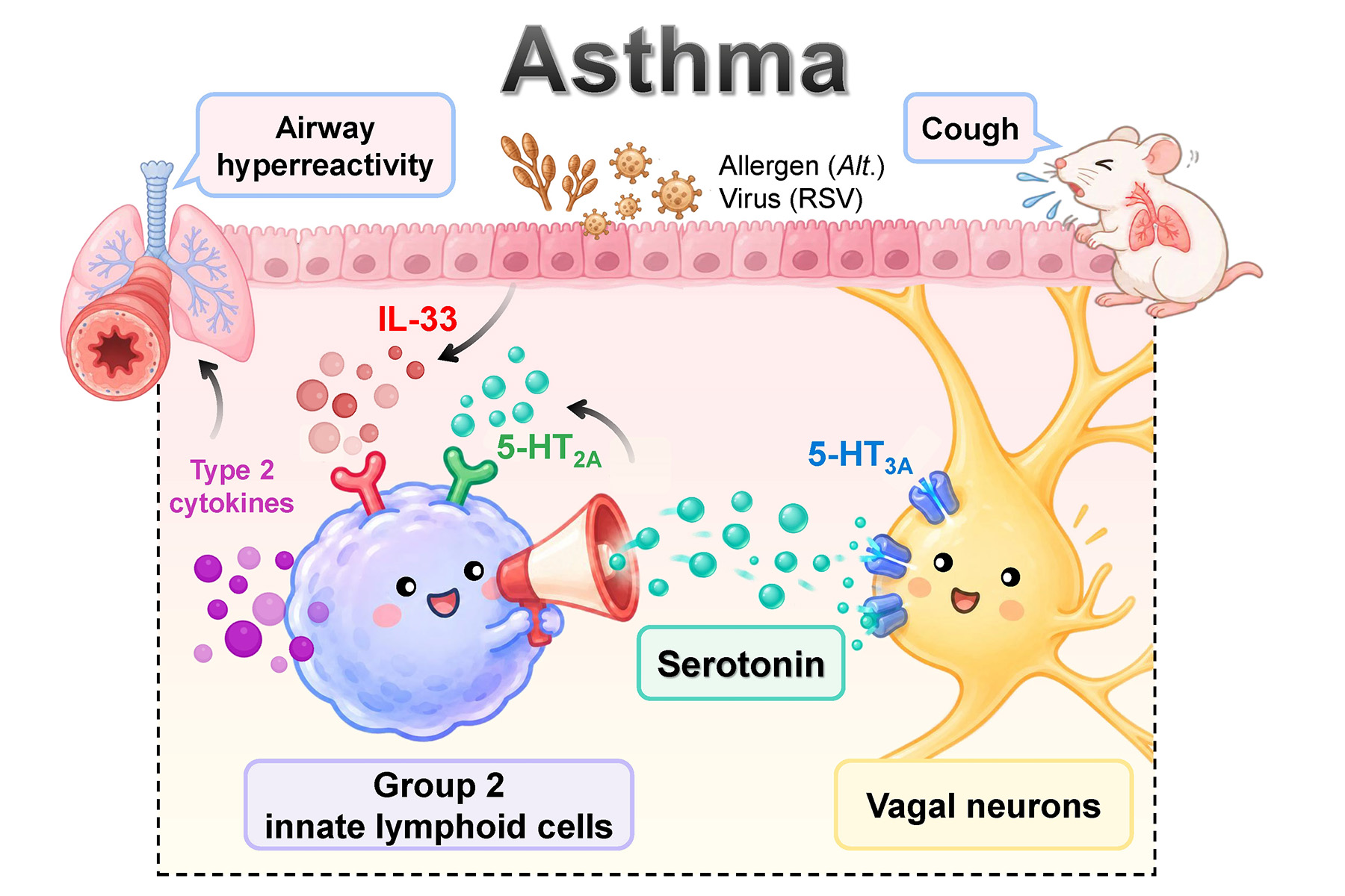 Immune Cells Can "Talk" to Nerves Too! ILC2s Use Serotonin to Communicate with Sensory Neurons, Revealing New Clues to Asthma and Cough