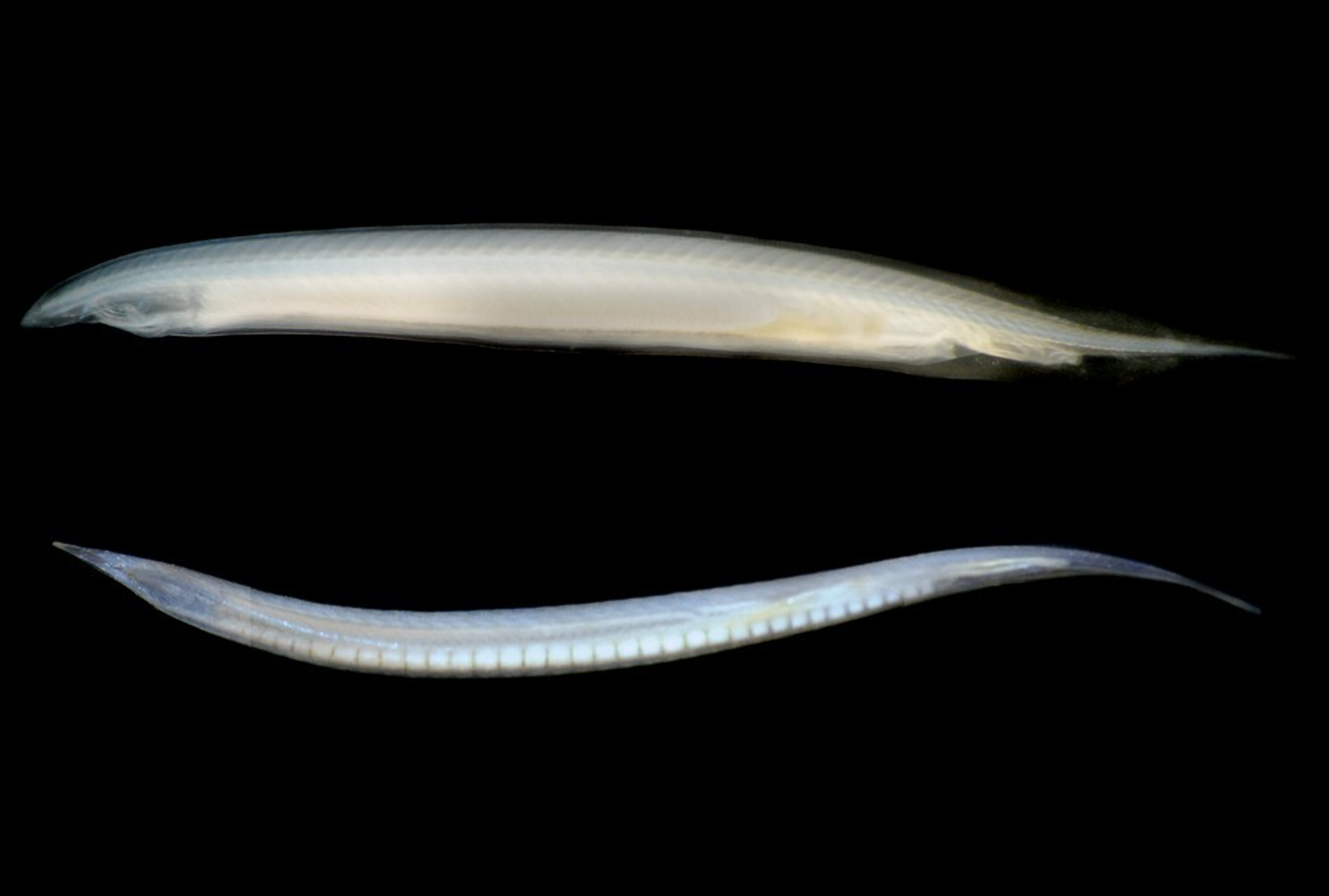 解碼文昌魚基因體：脊索動物的分子演化機制與脊椎動物起源