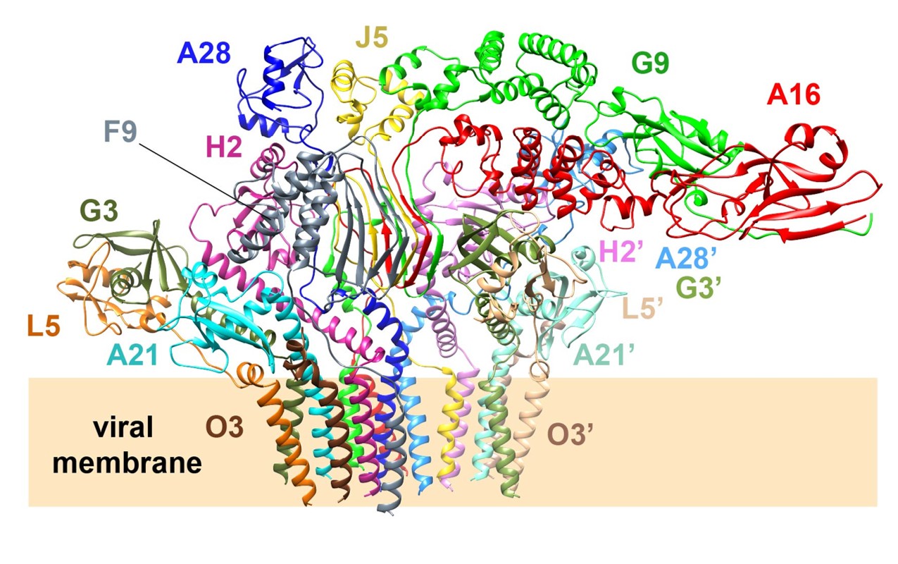 Cryo-EM Structure of the Vaccinia Virus Entry Fusion Complex Reveals a Multicomponent Fusion Machinery