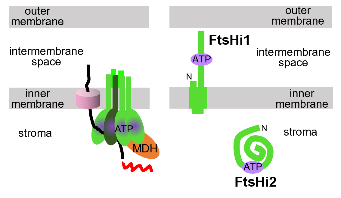 葉綠體蛋白質轉運動力因子FtsHi1及FtsHi2位於內膜的相對兩側