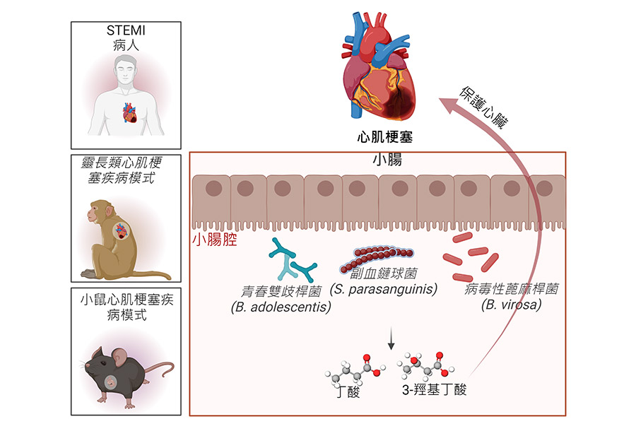 心肌梗塞後，青春雙歧桿菌、副血鏈球菌與病毒性蓖麻桿菌的增加會促進丁酸與3-羥基丁酸之生產，並藉由血液循環送到心臟進而達到調節心肌梗塞後之心臟修復。(圖片藉由Biorender產生)