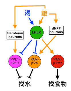 渴與餓會促使LHLK神經元釋放神經傳導物質leucokinin：當渴的時候，leucokinin在果蠅腦內傳播渴訊息，藉由抑制兩群特定的渴神經元 (PAM-β′2a、PPL1-γ2α′1)，促使果蠅覓水；另外leucokinin也在飢餓時，透過活化餓神經元(PAM-β′2mp)，驅動果蠅覓食。同時，飢餓會促進dNPF和serotonin的釋放，以抵銷leucokinin對渴神經元的抑制，讓覓水行為不會在飢餓時產生。