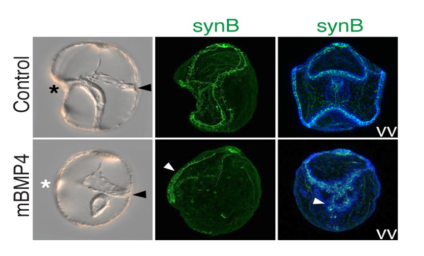 上圖為正常的半索動物玉柱蟲胚胎（側面觀），口部（黑色＊）位於腹面，黑色箭頭指向胚胎的背面。SynB的染色顯示神經系統分布於兩側，控制纖毛擺動，幫助攝食。下圖為mBMP4蛋白質提升BMP訊息傳遞強度後，導致胚胎口部無法形成（白色＊），神經系統的分佈也改聚集至腹面（白色箭頭）。
