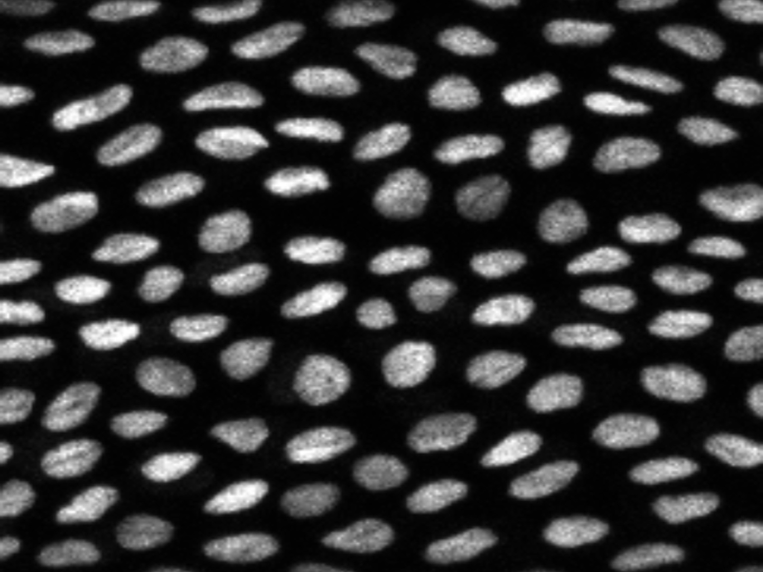 斑馬魚尾鰭的上皮細胞