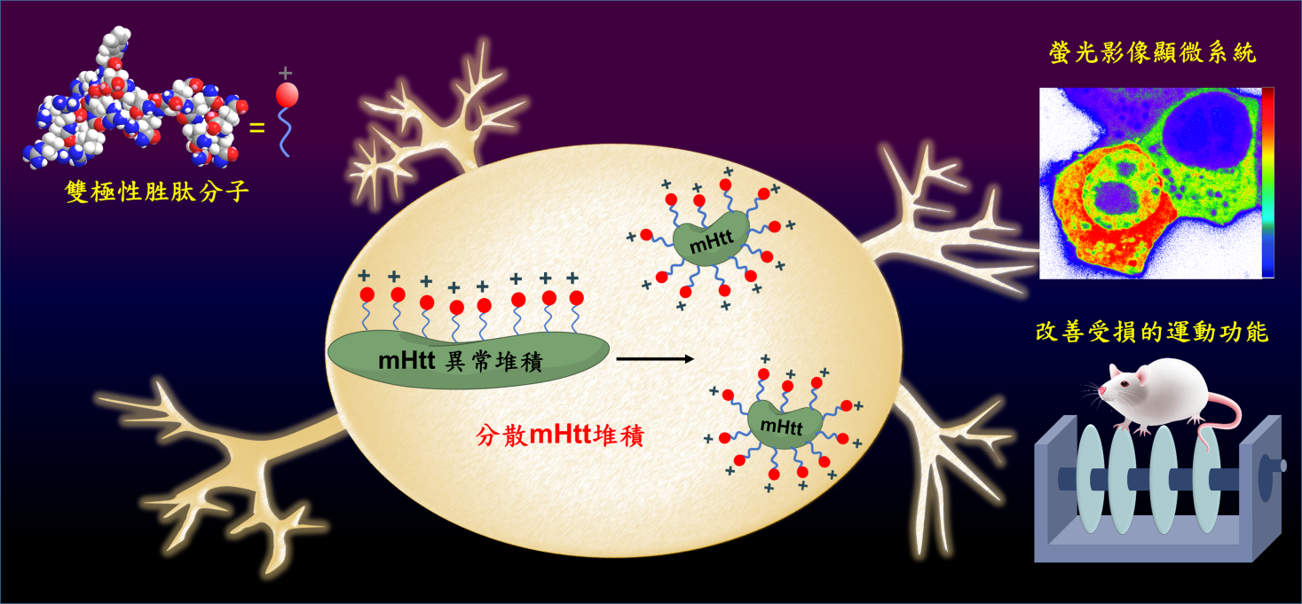 ▲雙極性胜肽分子，一端可以辨識變異的亨丁頓蛋白，另一端帶正電，能利用電荷排斥力，阻止變異的亨丁頓蛋白(mHtt)堆積，改善變異蛋白所造成的運動與認知功能失調。