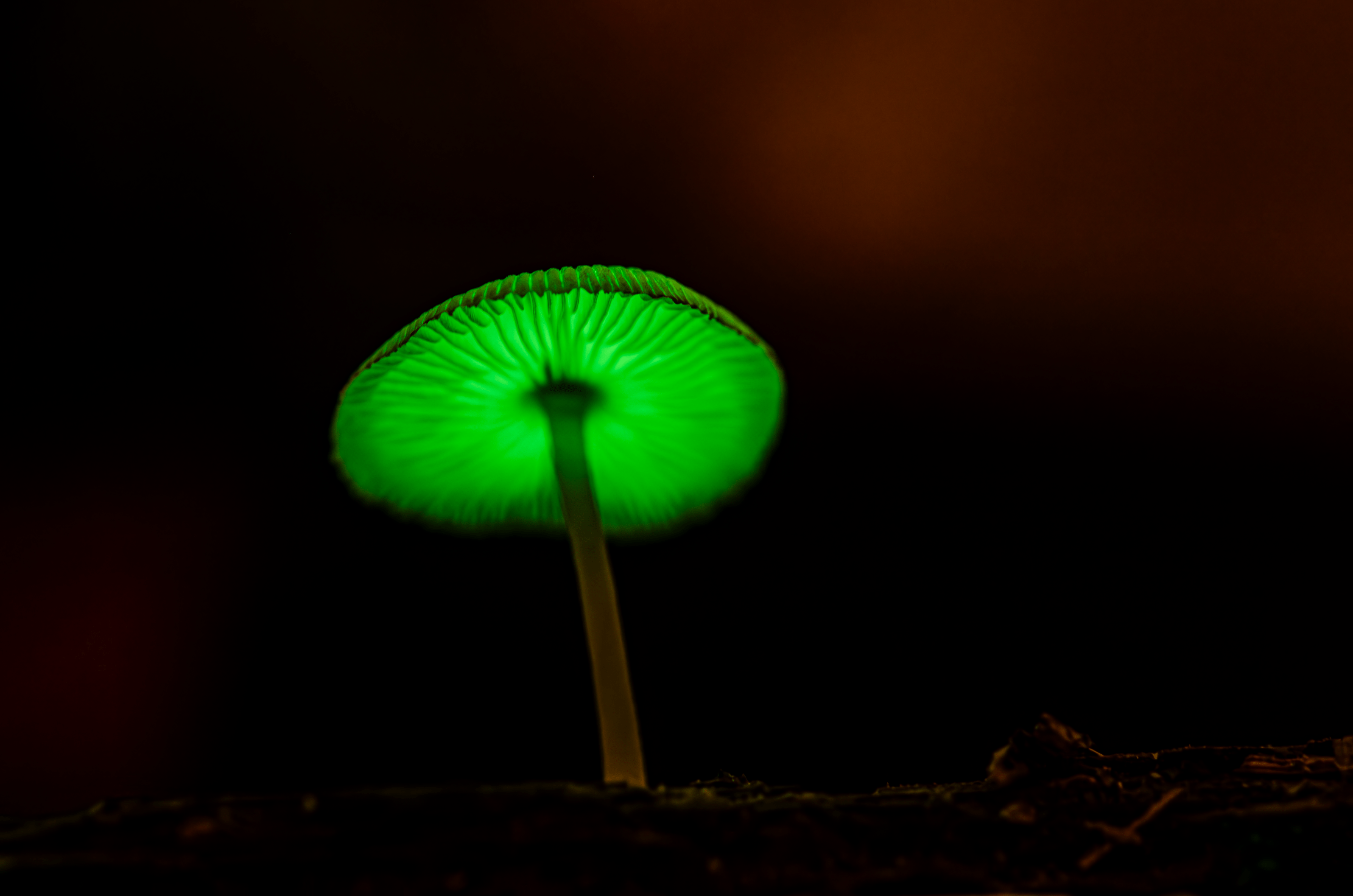 在臺灣森林裡發光的螢光小菇 Bioluminescent Mushrooms That Glow in Taiwanese Forests／蔡怡陞 I-Sheng Jason Tsai／中央研究院生物多樣性研究中心 Biodiversity Research Center, Academia Sinica