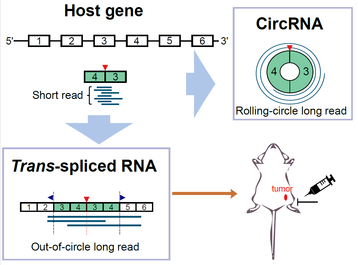長讀取定序的魅力: 辨別分子間剪接與環狀 RNA The Charm of Long-Read Sequencing: Distinguishing Between Trans-Spliced and Circular RNAs/莊樹諄 Trees-Juen Chuang/中央研究院基因體研究中心 Genomics Research Center, Academia Sinica