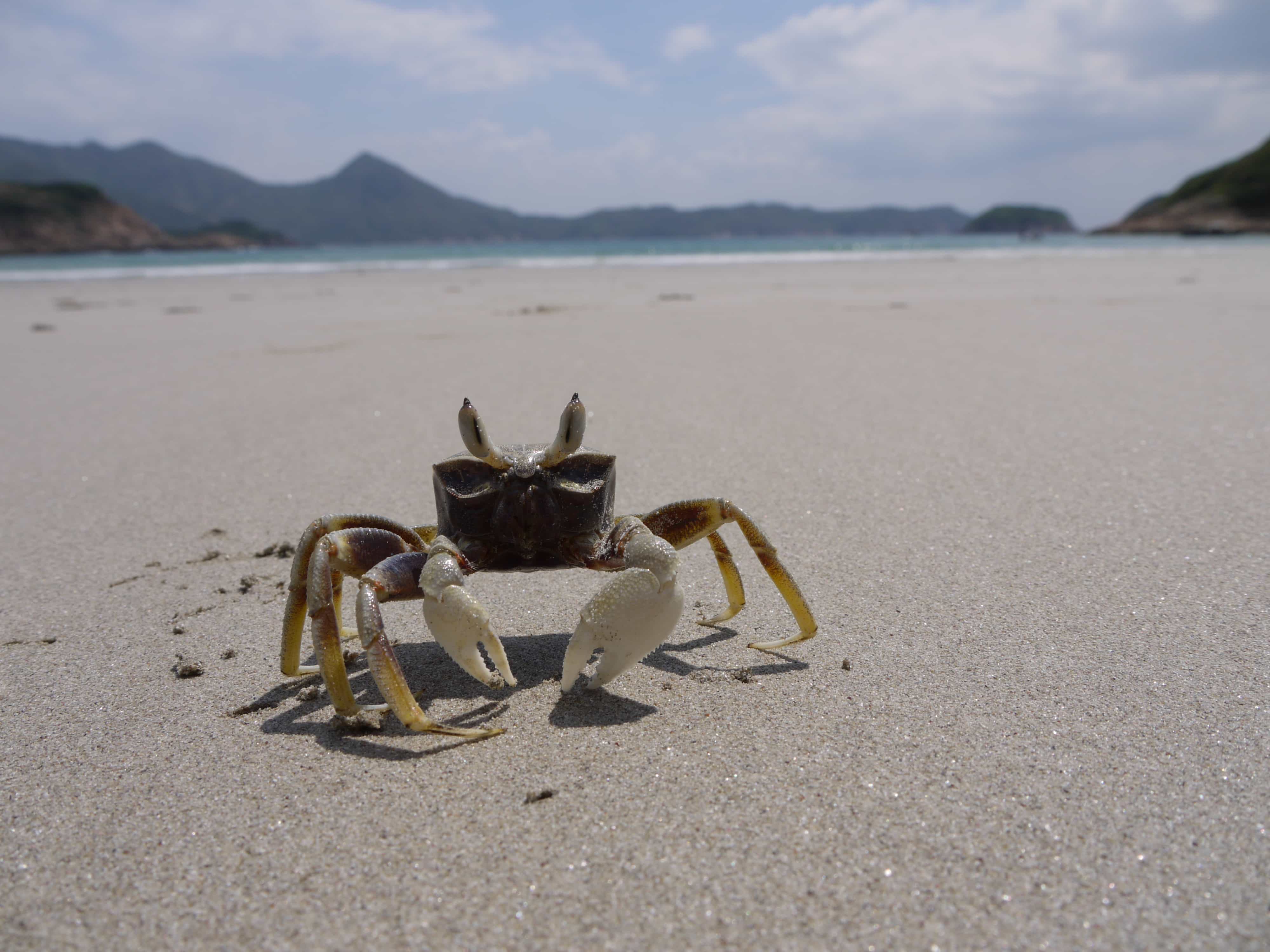 角眼沙蟹—沙灘中的飛毛腿 Horned-eye Ghost Crabs – Fast Runners in Sandy Beaches/陳國勤 Benny Kwok Kan Chan/中央研究院生物多樣性研究中心 Biodiversity Research Center, Academia Sinica