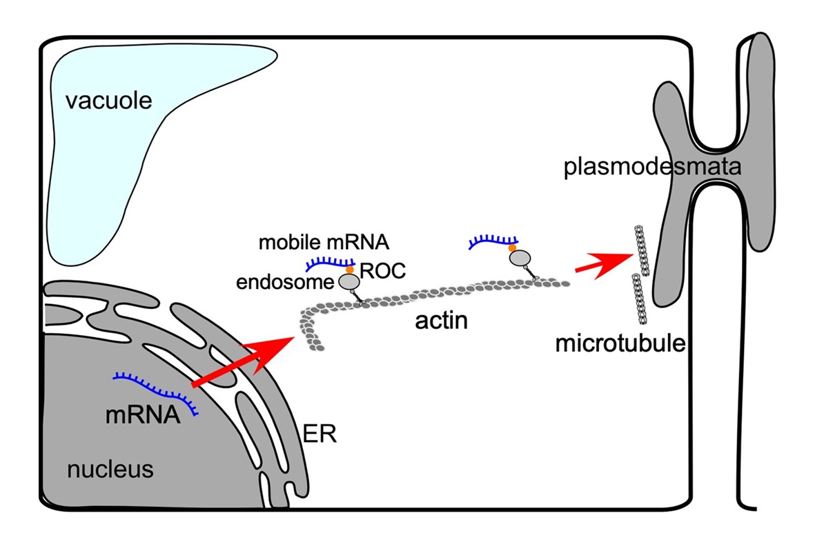 移動型mRNA在植物細胞內的運送機制