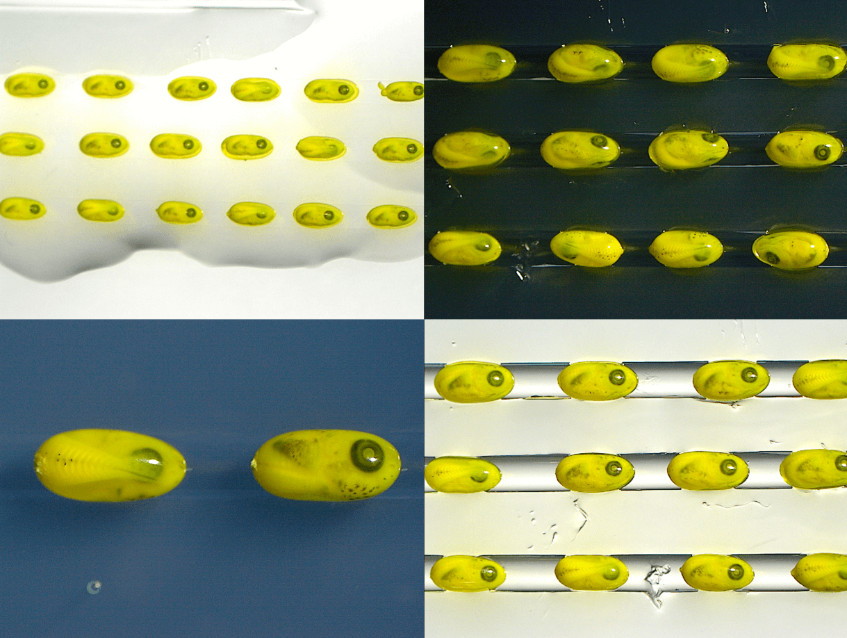 Embryo Warhol/Stefano Davide Vianello/Institute of Cellular and Organismic Biology, Academia Sinica