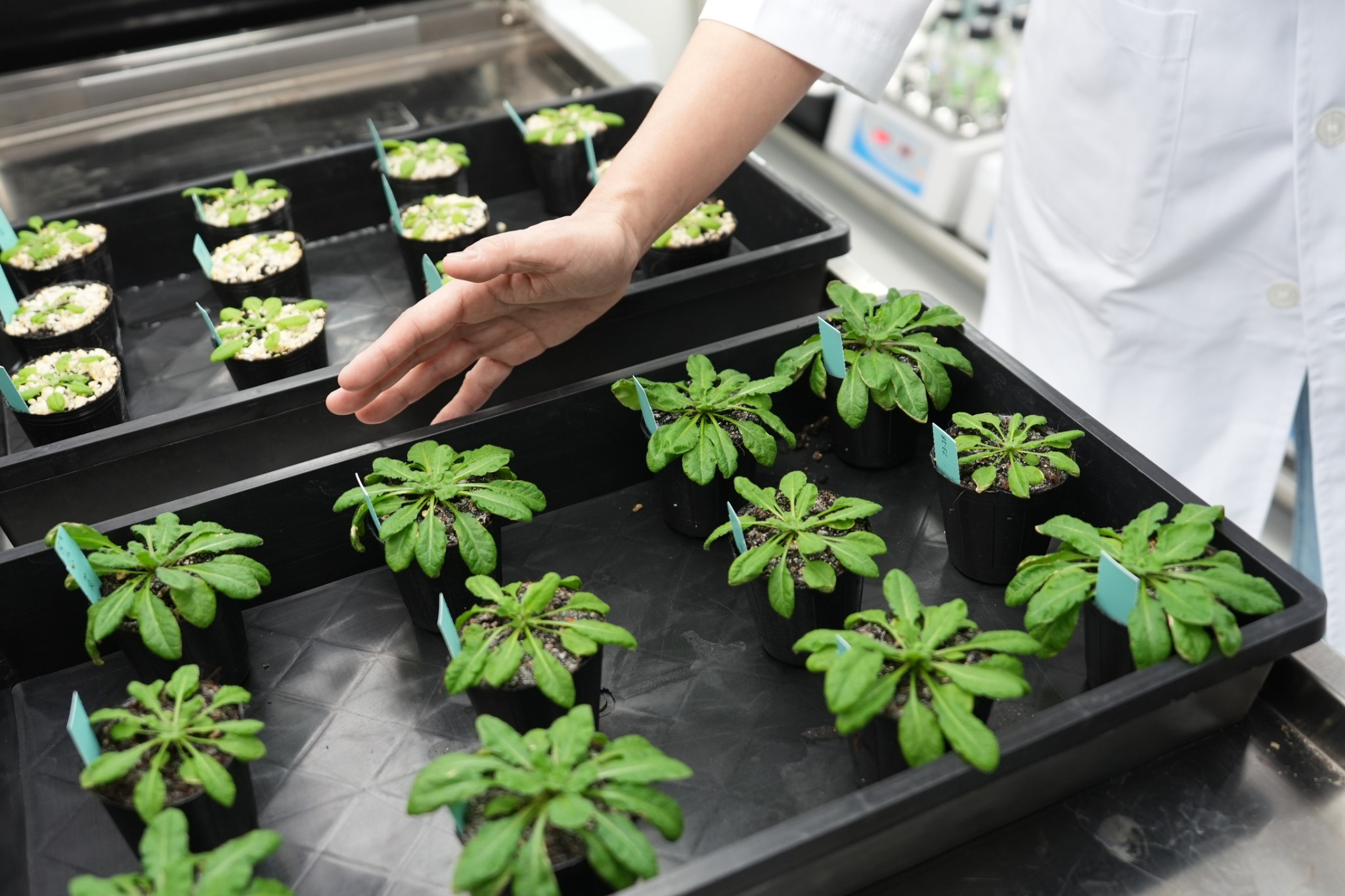 透過不同實驗設計蒐集數據，研究觀察雙固碳循環對植物的影響。（圖片來源：中央研究院）