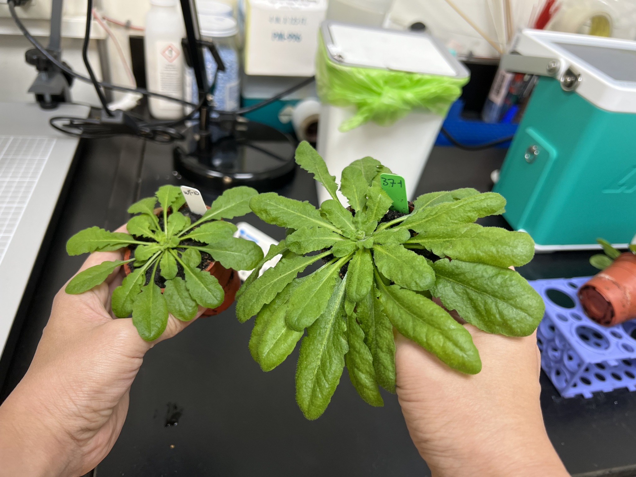 McG plants grew 2 to 3 times more than their wild-type counterparts. Photo credit: Academia Sinica.