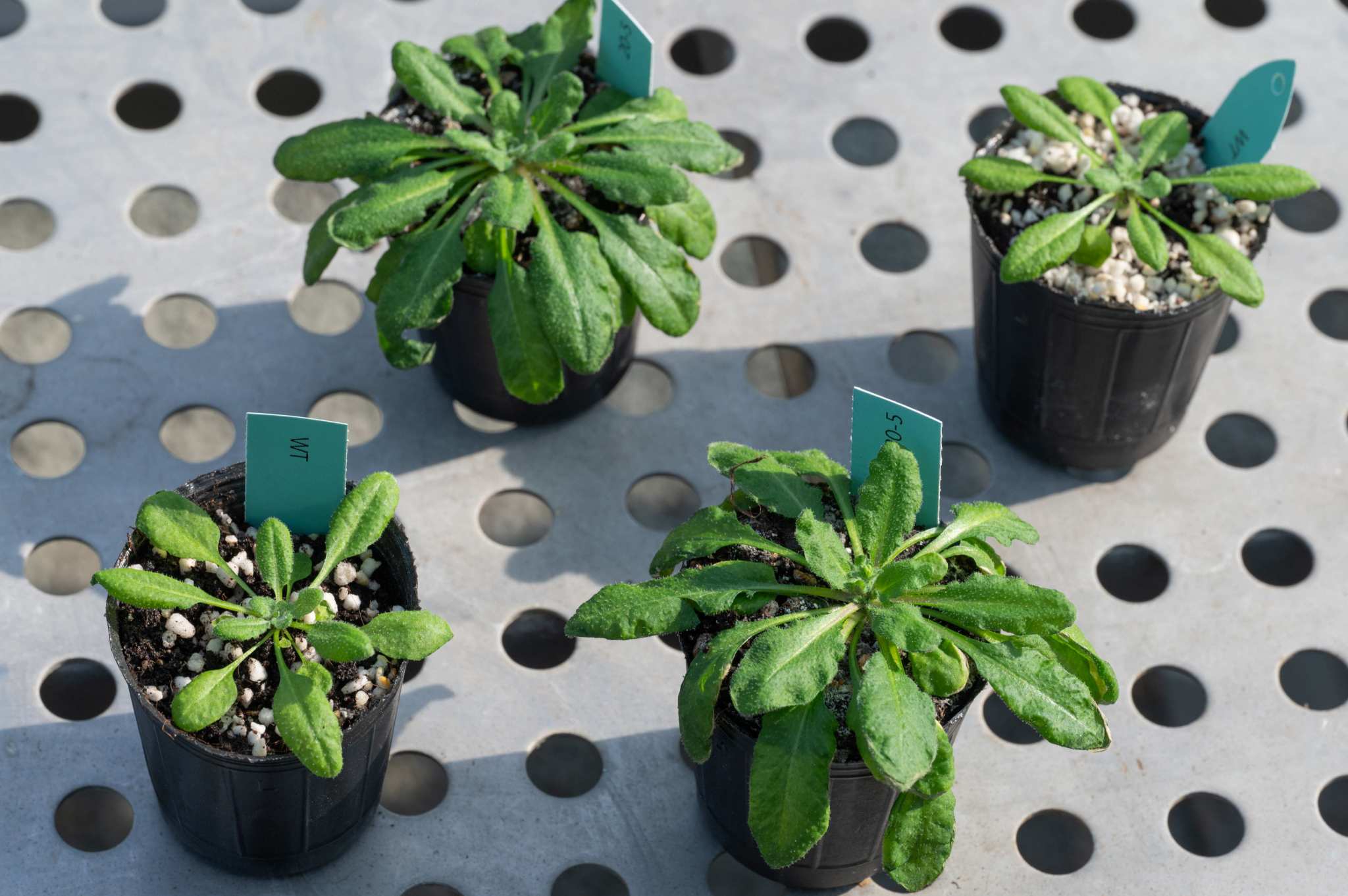 The experiments were conducted using Arabidopsis thaliana. Photo credit: Academia Sinica.